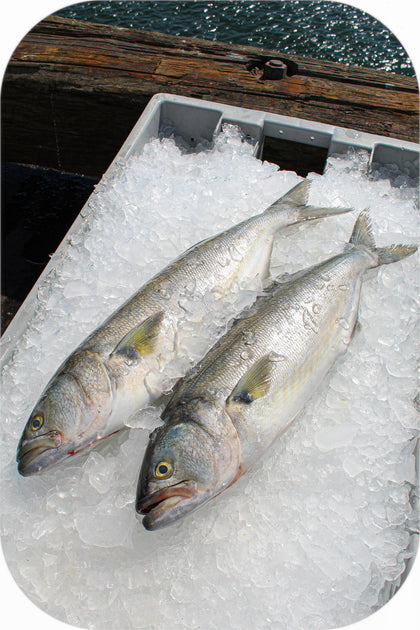 blue fish sweet reel red made in Frozen- Bluefish 1lb – Red's Best