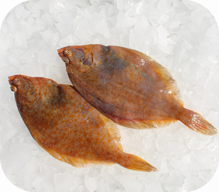 Frozen- Yellowtail Flounder 1lb – Red's Best