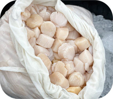Fresh- 10/20 Sea Scallop Fish