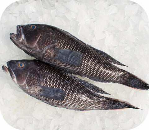 Fresh- Black Seabass Fillet White Fish
