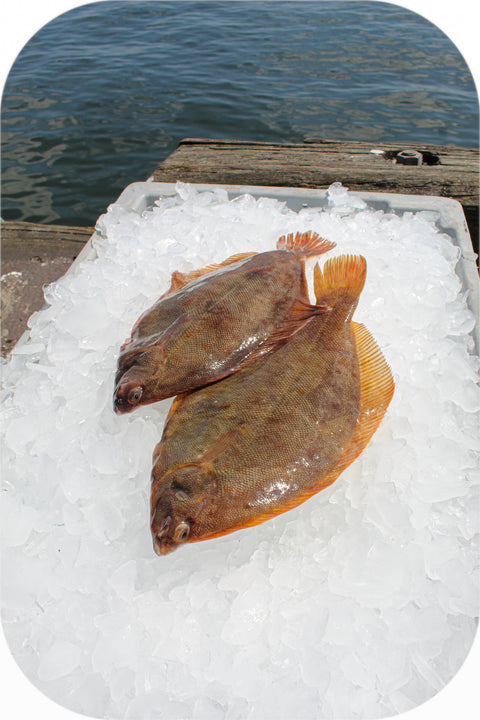 Frozen- Black Back Flounder 1Lb
