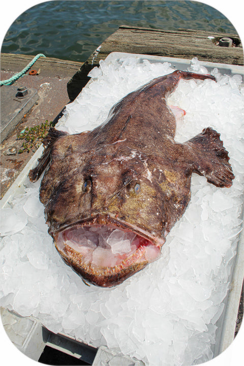 Frozen- Monkfish 1Lb White Fish