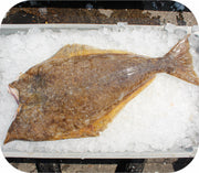 Fresh- Atlantic Halibut Fillet White Fish