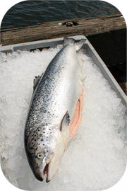 Frozen- Tail/collar Cut Atlantic Salmon 1Lb