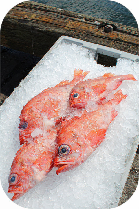 Frozen- Acadian Redfish 1Lb White Fish