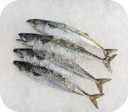 Fresh- Boston Mackerel Fillet