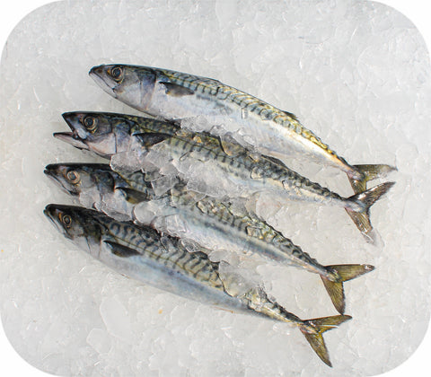 Fresh- Boston Mackerel Fillet