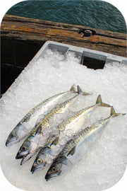 Fresh- Boston Mackerel Fillet
