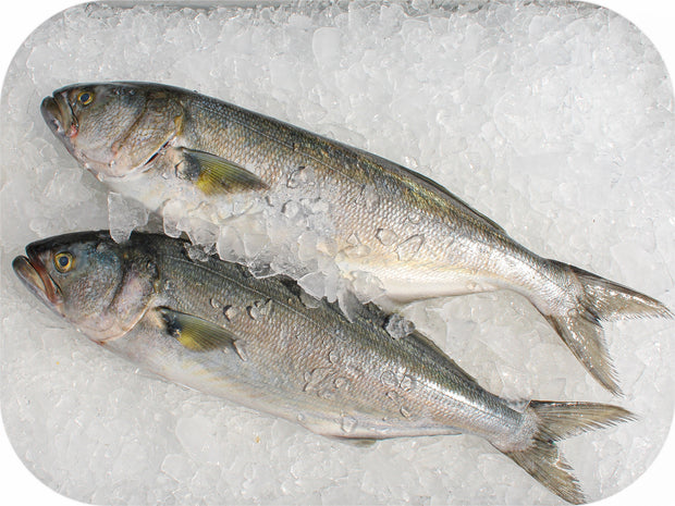 Frozen- Bluefish 1lb – Red's Best