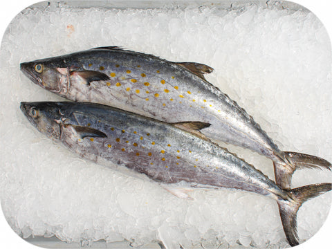 Frozen- Spanish Mackerel 1Lb
