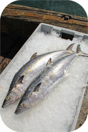 Frozen- Spanish Mackerel 1Lb