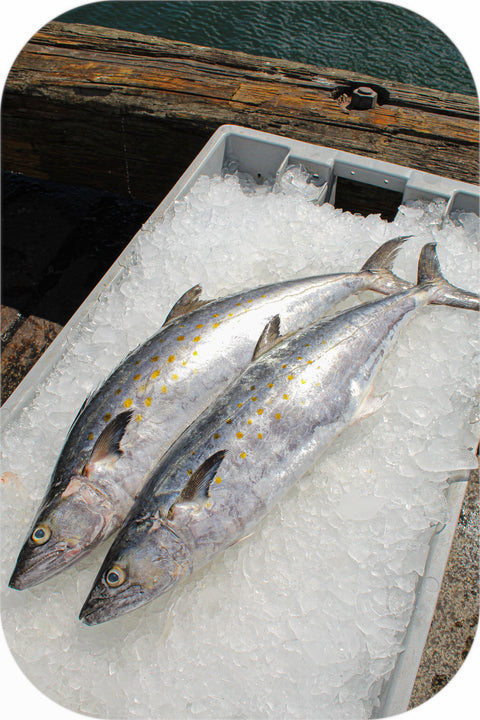 Frozen- Spanish Mackerel 1Lb