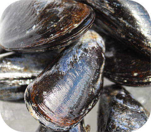 Fresh- Maine Mussels 2lb