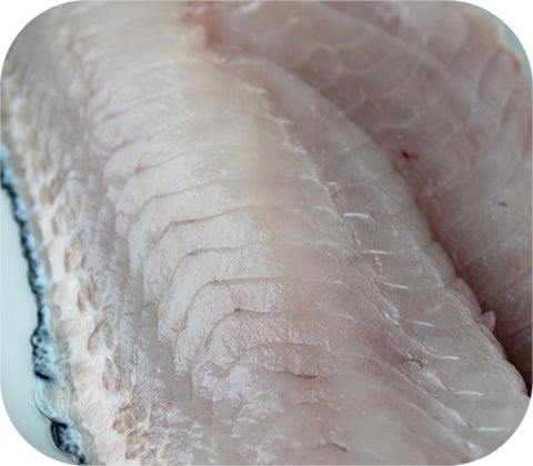 Fresh- Tautog Fillet