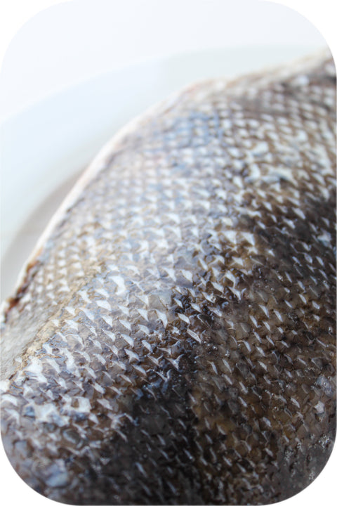 Fresh- Tautog Fillet