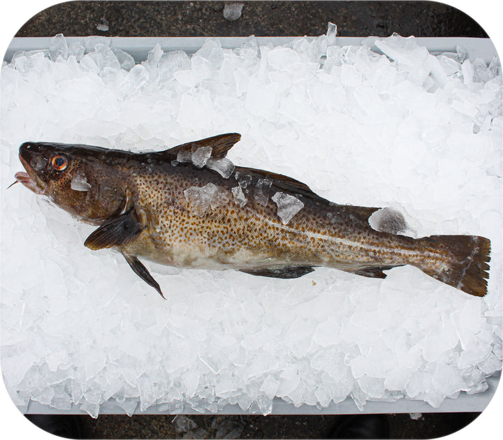 Fresh- Cod Fillet 1lb – Red's Best
