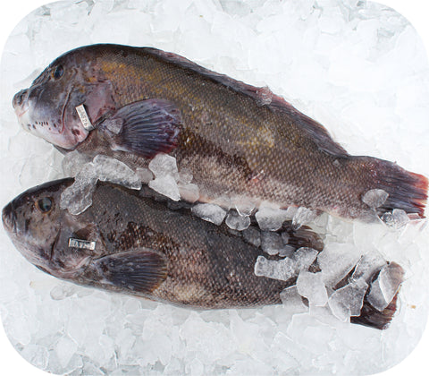 Fresh- Tautog Fillet