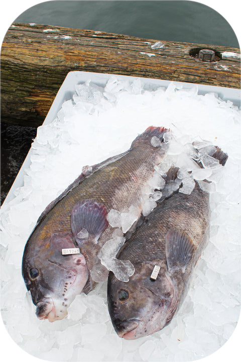 Fresh- Tautog Fillet