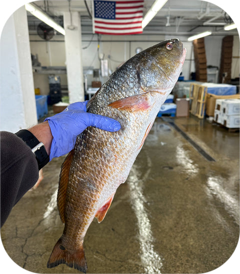 Fresh- Red Drum Fillet