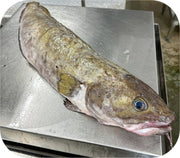 Fresh- Cusk Fillet Fresh Fillet