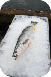 Frozen- Weakfish 1Lb White Fish