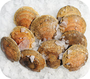 Fresh- 10/20 Sea Scallops Fish