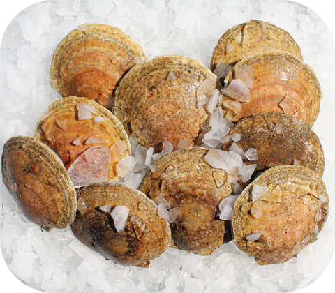 Fresh- 20/30 Sea Scallops Fish