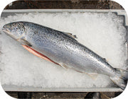Fresh - Tail/collar Cut Gulf Of Maine Atlantic Salmon Fillet