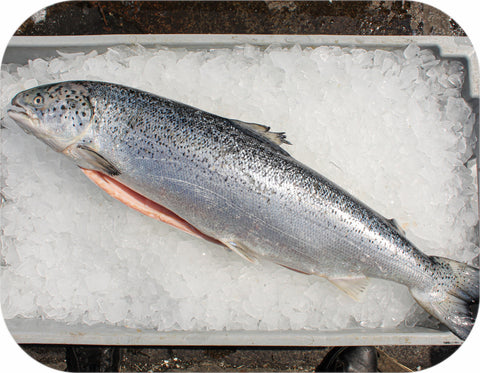Fresh - Tail/collar Cut Gulf Of Maine Atlantic Salmon Fillet