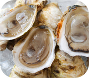 Fresh- Boomamoto Oysters - Barnstable MA 20ct Live Shellfish