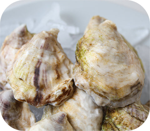Fresh- Boomamoto Oysters - Barnstable MA 20ct Live Shellfish