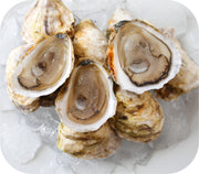 Fresh- Boomamoto Oysters - Barnstable MA 20ct Live Shellfish