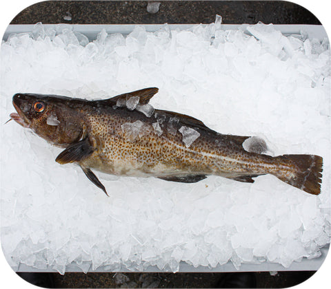 Fresh- Cod Fillet White Fish