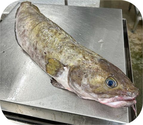 Fresh- Cusk Fillet Fresh Fillet