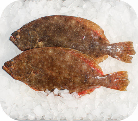 Fresh- Fluke Fillet White Fish