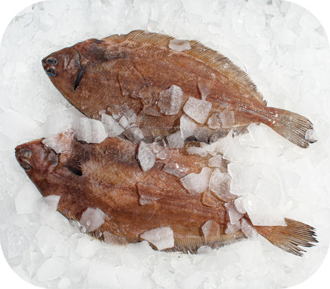 Fresh- Grey Sole Fillet