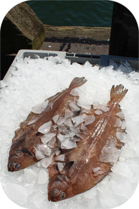 Fresh- Grey Sole Fillet