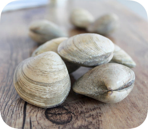 Fresh- Littleneck Clams 20Ct Bag