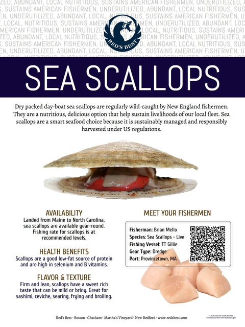Fresh- Live Sea Scallops