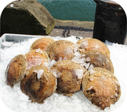 Fresh- Live Sea Scallops 4Lb