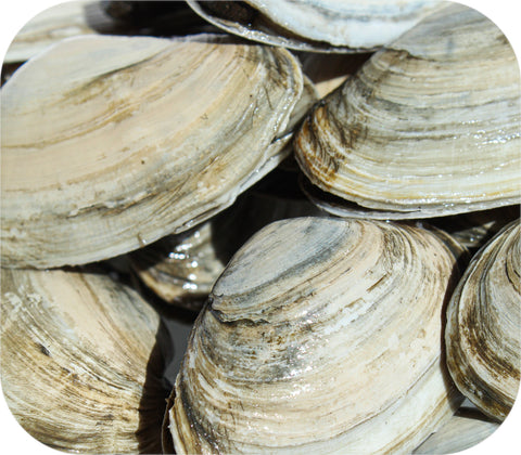 Fresh- Ma Steamer Clams 2Lb Bag