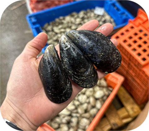 Fresh- Maine Mussels 10Lb