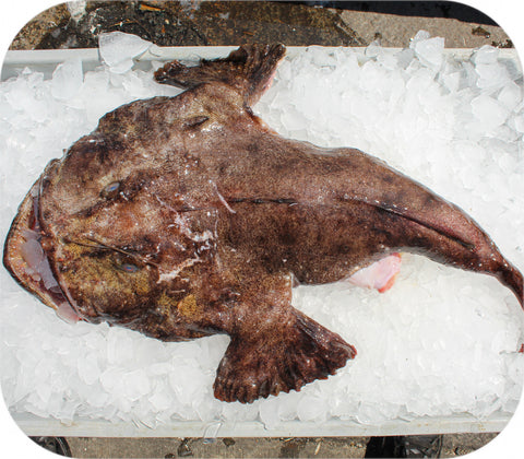 Fresh- Monkfish Fillet White Fish