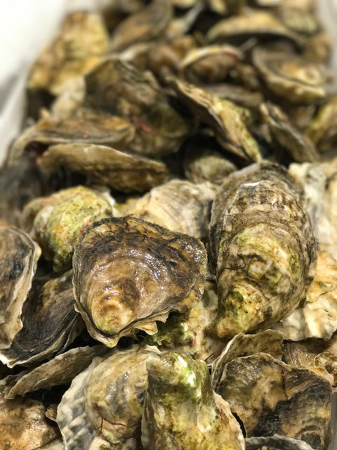 Fresh- Old Cove Oysters - Duxbury Ma 20Ct