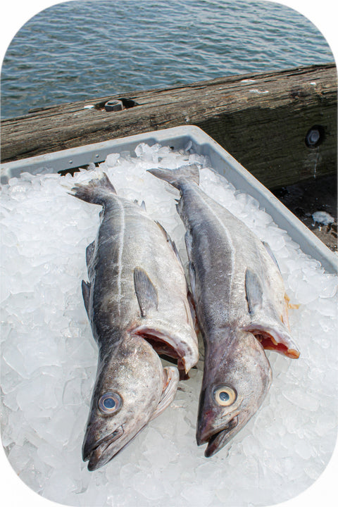 Fresh- Pollock Fillet White Fish