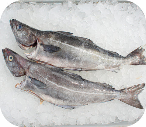 Fresh- Pollock Fillet White Fish