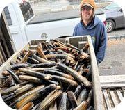 Fresh- Razor Clams 2Lb Bag