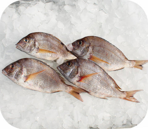 Fresh- Scup Fillet White Fish