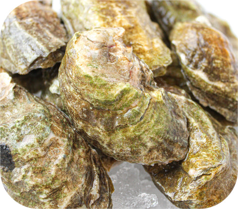 Fresh- Select Wellfleet Ma Oysters 20Ct Bag Fish