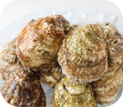 Fresh - Sherwood Island Oysters - Westport Ct 20Ct Fish
